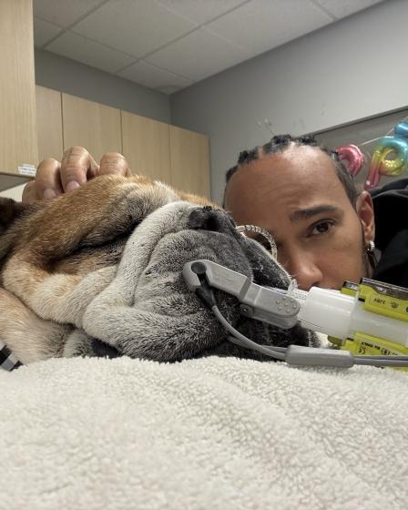 Lewis Hamilton, junto a su perro Roscoe, que está en coma en el hospital veterinario