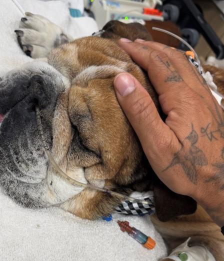 Lewis Hamilton, junto a su perro Roscoe, que está en coma en el hospital veterinario