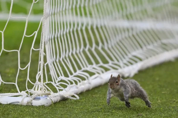 Angli: Ndeshja ndërpritet dy herë pas hyrjes së një ketri në fushë