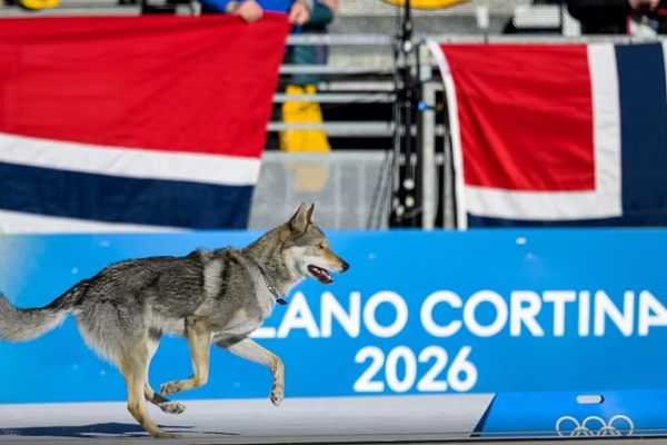 Milano-Cortina në RTSH/ Edhe një qen në garë, imazhet e Nazgul bëjnë xhiron në rrjete sociale