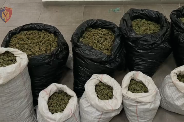 Operacioni “Gjurmët”/ Zbulohen mbi 56 kg kanabis në pyjet e Komanit, arrestohen 4 persona