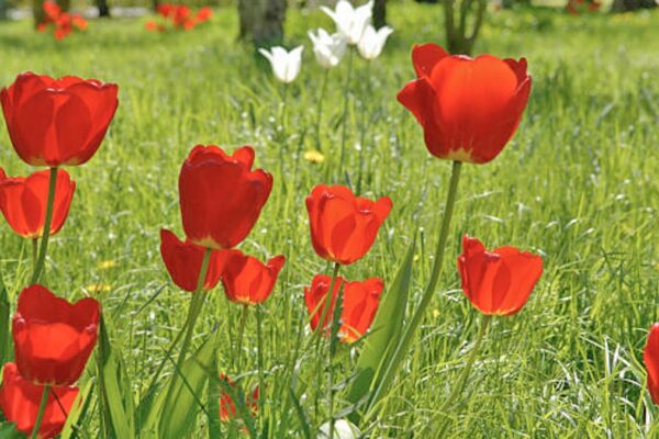 Rivlerësohen 721 monumente natyrore, nga “Gështenjat e Reçit” te “Tulipani Shqiptar”, ja çfarë pritet të ndryshojë në listën e mbrojtjes